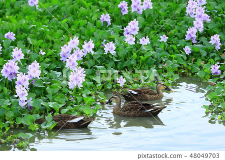 柏原市Honjyakuji廢墟水熱花和cargamo 48049703