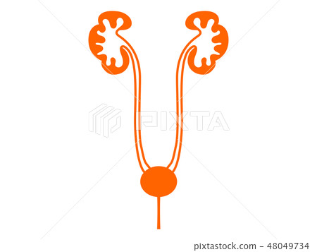 Organ renal silhouette Pict-style illustration Organ renal silhouette Pict-style illustration 48049734