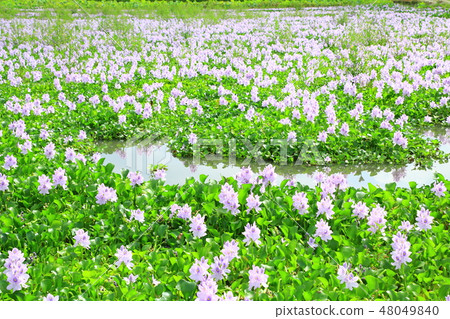 K原市Honjyoji寺水葫蘆的歷史 48049840