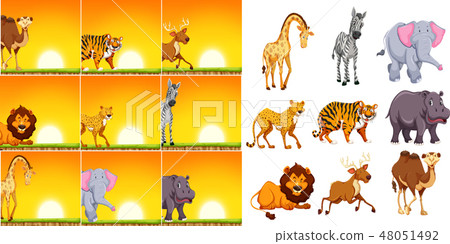Wild animal in sunset scene 48051492