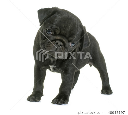 puppy black pug 48052197
