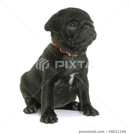 puppy black pug puppy black pug 48052198