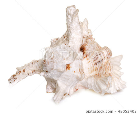 shellfish in studio shellfish in studio 48052402