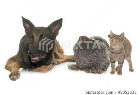 kitten, chicken and malinois kitten, chicken and malinois 48052533