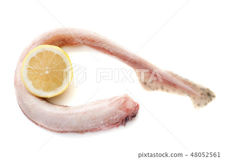 Small-spotted catshark in studio 48052561