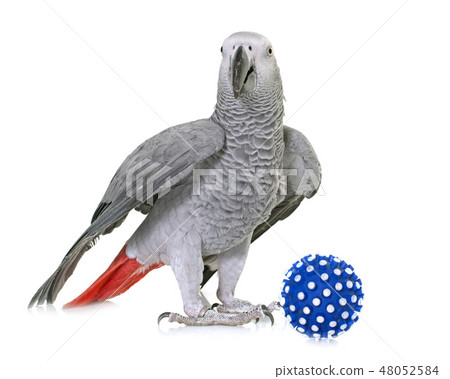 African grey parrot African grey parrot 48052584