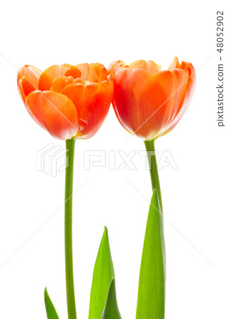 Orange tulip 48052902