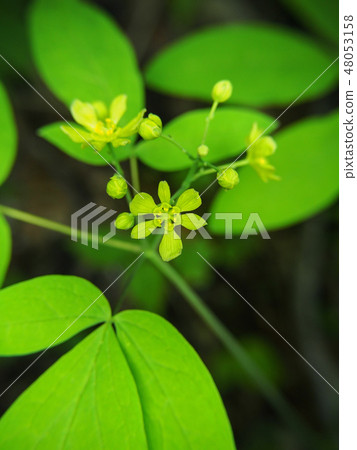 Rui yo button 48053158