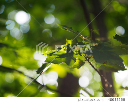 Green leaves crown in the morning light Green leaves crown in the morning light 48053266