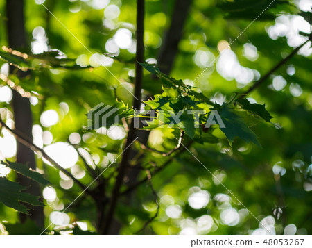 Green leaves crown in the morning light Green leaves crown in the morning light 48053267