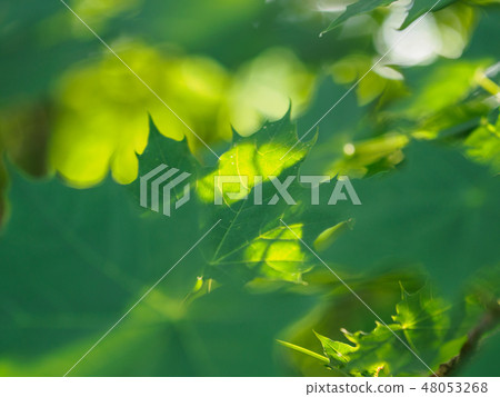 Green leaves crown in the morning light Green leaves crown in the morning light 48053268