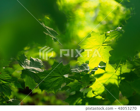 Green leaves crown in the morning light Green leaves crown in the morning light 48053270