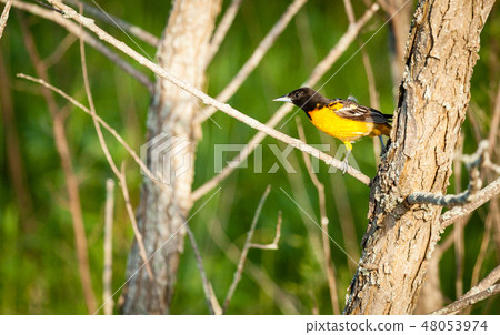 Baltimore Oriole in Central Kentucky Baltimore Oriole in Central Kentucky 48053974