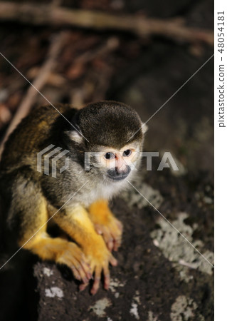 Squirrel monkey Squirrel monkey 48054181