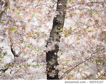 Cherry blossoms of Meguro River 48054187