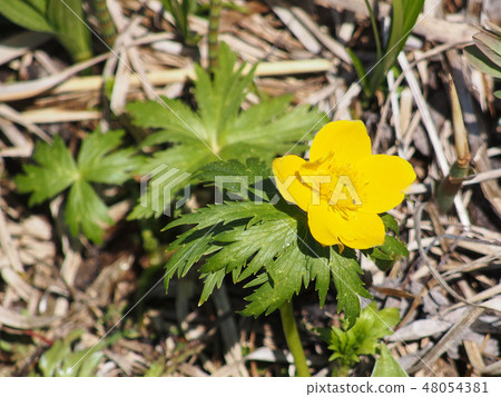 信濃金白 48054381