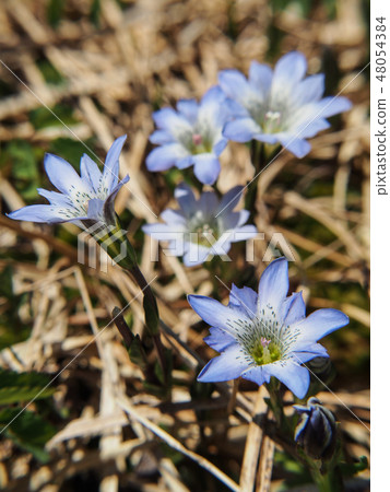 Tateyama Gentian Tateyama Gentian 48054384