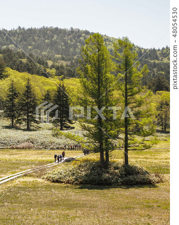 Three larch Three larch 48054530