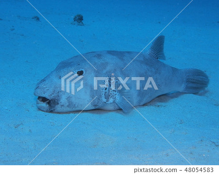 辣椒魚 辣椒魚 48054583