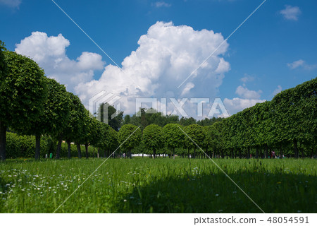Large grass spring field in the middle and big trees forest around, sun and blue sky with fluffy 48054591