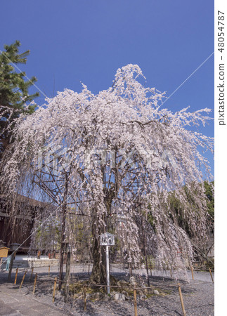 Kyoto Great Buddhist Temple Sakamoto Shakado Shibare Sakura Okama Okama Okama Famous Religious Birth Location Kyoto Tourist Spot Kyoto Great Buddhist Temple Sakamoto Shakado Shibare Sakura Okama Okama Okama Famous Religious Birth Location Kyoto Tourist Spot 48054787