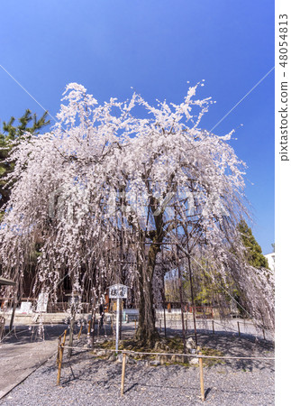 Kyoto Great Buddhist Temple Sakamoto Shakado Shibare Sakura Okama Okama Okama Famous Religious Birth Location Kyoto Tourist Spot Kyoto Great Buddhist Temple Sakamoto Shakado Shibare Sakura Okama Okama Okama Famous Religious Birth Location Kyoto Tourist Spot 48054813