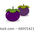 The two fresh mangosteens  48055421