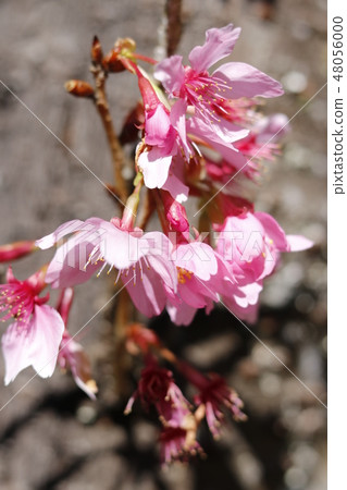 櫻花 櫻花 48056000