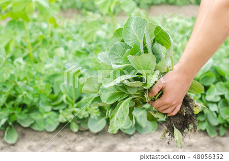 the farmer is holding cabbage seedlings the farmer is holding cabbage seedlings 48056352