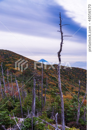 [Yamanashi Prefecture] A view of Mt. Fuji from the autumn colors of Mt. 48056570