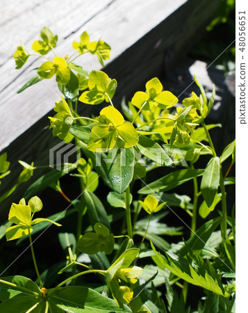 Ozetteigeki Ozetteigeki 48056651