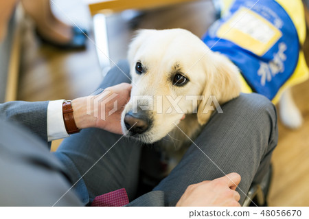 由日本環球莊園協會材料殘疾人監督，配有輪椅輔助犬 48056670
