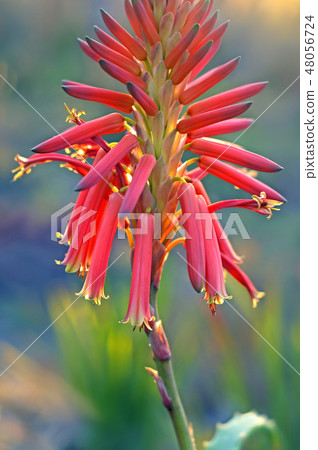 Aloe flowers 48056724