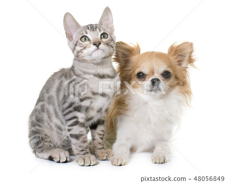 silver bengal kitten and chihuahua 48056849