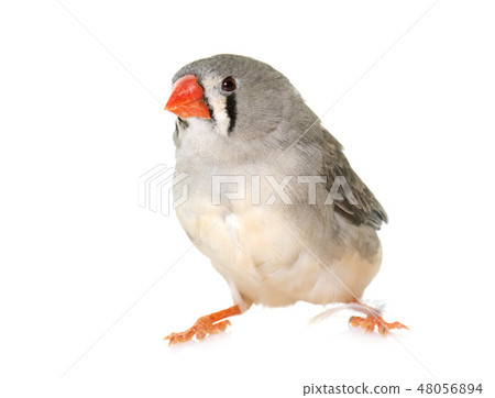 Zebra finch in studio 48056894