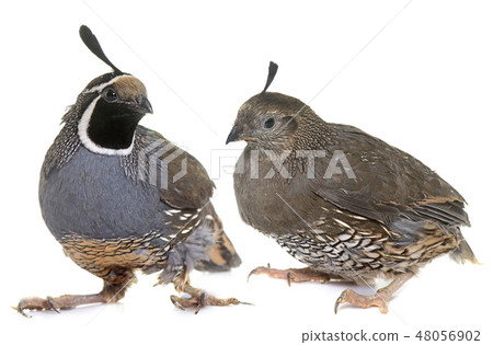 California quails in studio California quails in studio 48056902