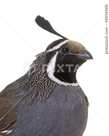 California quail in studio California quail in studio 48056906