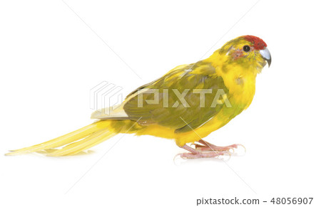 Red-fronted Kakariki parakeet Red-fronted Kakariki parakeet 48056907