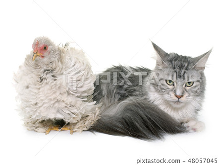 curly pekin chicken and cat 48057045