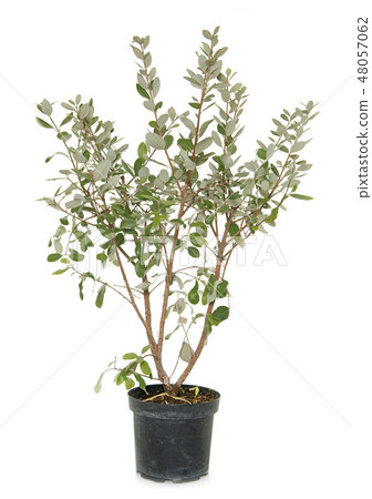 Psidium guajava Psidium guajava 48057062