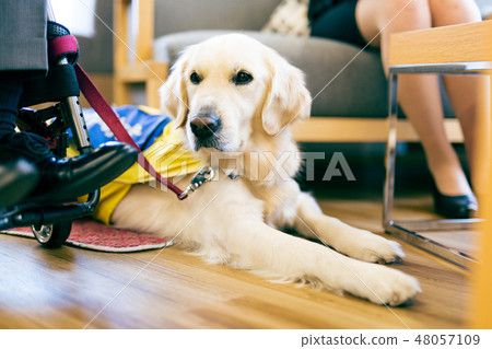 Supervised by the Japan Universal Manor Association Material Disabled Person with wheelchair assistance dog 48057109