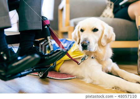 Supervised by the Japan Universal Manor Association Material Disabled Person with wheelchair assistance dog 48057110