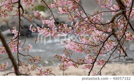 Early blooming cherry Early blooming cherry 48057182