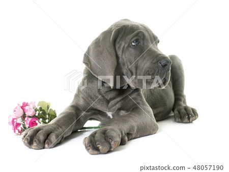 puppy great dane 48057190
