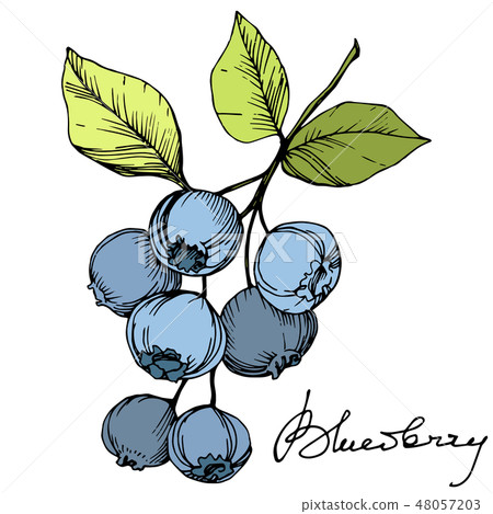 Vector Blueberry green and blue engraved ink art. Berries and green leaves. Isolated blueberry Vector Blueberry green and blue engraved ink art. Berries and green leaves. Isolated blueberry 48057203