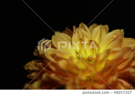Dahlia (Yellow) 2 Dahlia (Yellow) 2 48057207