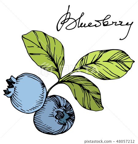 Vector Blueberry green and blue engraved ink art. Berries and green leaves. Isolated blueberry Vector Blueberry green and blue engraved ink art. Berries and green leaves. Isolated blueberry 48057212