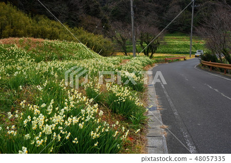 1月沙灣32日本水仙花布·江蘇水仙路 48057335