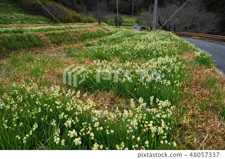 January Southern 30 Japan Daffodils Fabric / Jiangsu Daffodils Road January Southern 30 Japan Daffodils Fabric / Jiangsu Daffodils Road 48057337