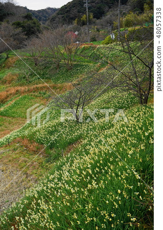 January Southern 29 Japan Daffodil group cloth · Jiangsu Daffodils Road January Southern 29 Japan Daffodil group cloth · Jiangsu Daffodils Road 48057338
